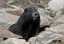 Marmota vancouverensis